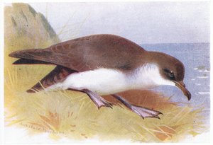 Manx Shearwater